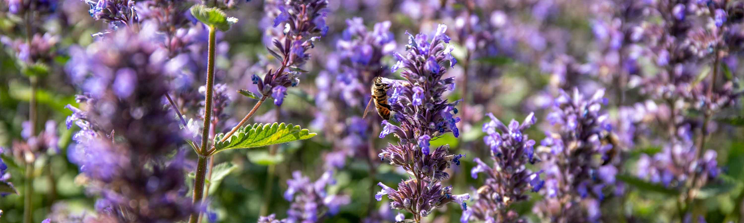 Cultivate Your Dream Garden Today